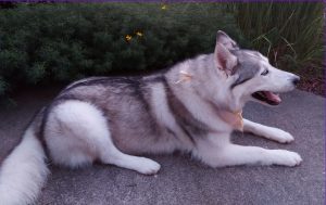 Pet Reiki
